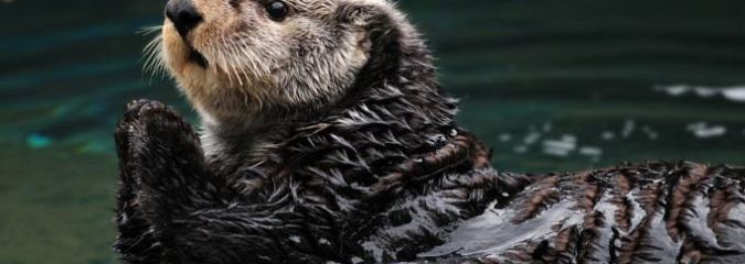 Sea Otters Demonstrate That There Is More To Muscle Than Just Movement – It Can Also Bring the Heat