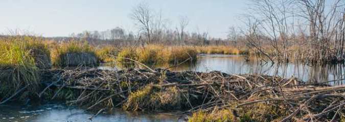 Beavers Offer Lessons About Managing Water in a Changing Climate, Whether the Challenge Is Drought or Floods