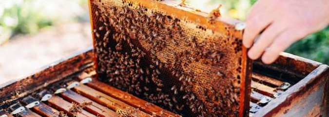 EPA Inaction Blamed as US Bees Suffer Second Highest Colony Losses on Record