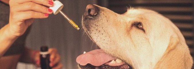 5 Convincing Reasons to Give Your Dog CBD.