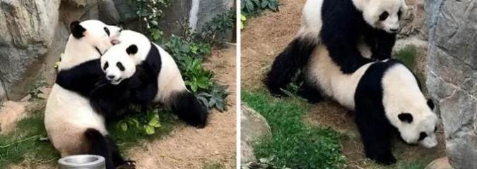 With Zoo Closed Due to Coronavirus, Pandas Finally Bang for the First Time in 10 Years