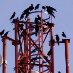Crows Caught on Camera Fashioning Special Hook Tools