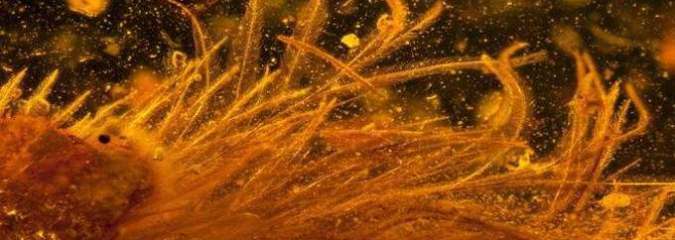 Feathered Tail of 99-MILLION-Year-Old Dinosaur Found in Amber (First of Its Kind!)