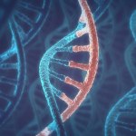New Discovery Shows Human Cells Can Write RNA Sequences into DNA