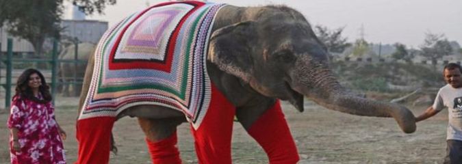 People Are Knitting Giant Sweaters For Elephants To Keep Them Cozy