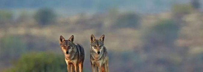 Indian Wolf is One of World’s Most Endangered Wolves