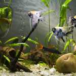 Two Reasons Why You Will Need an Aquarium Heater
