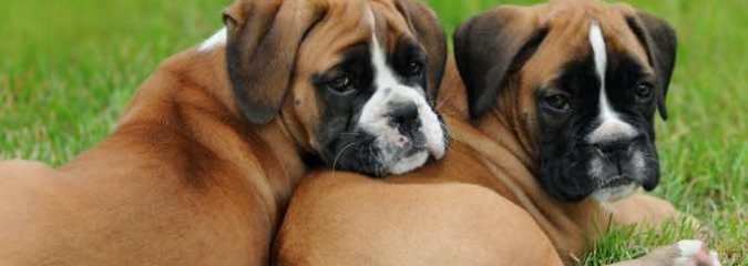 Guide To Boxer Dog Temperament and Personality