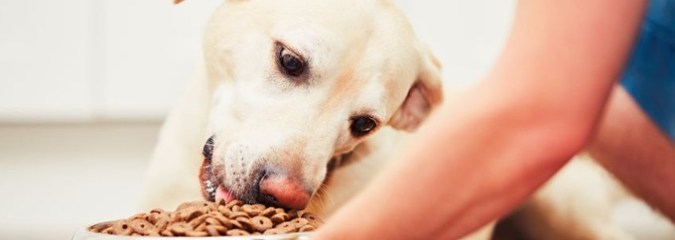 Haven’t Changed Your Dog’s Diet in a While? She Might Be Missing Key Nutrients