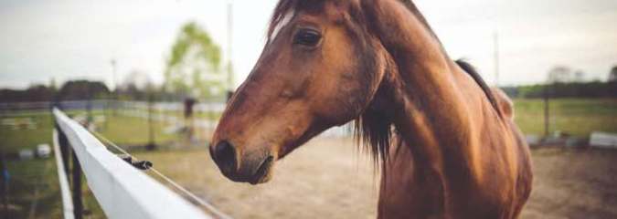 Here Are 3 Horse Health Issues You Need To Be Aware Of