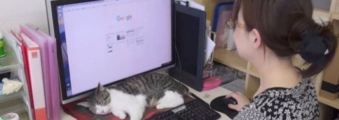 Japanese Firm Hires Office Cats To Reduce Workplace Stress