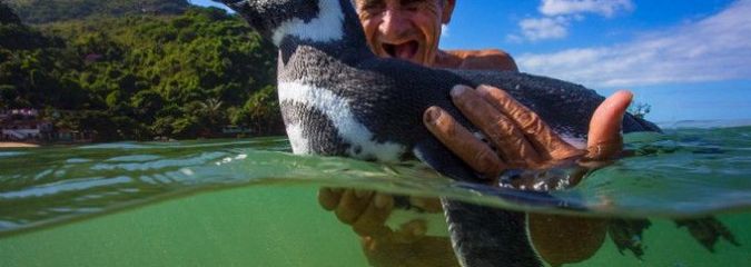 Penguin Returns Every Year to Reunite With the Man Who Saved His Life