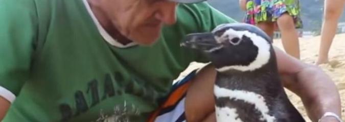 Every Year, This Penguin Swims 5,000 Miles To Reunite With The Man Who Saved His Life