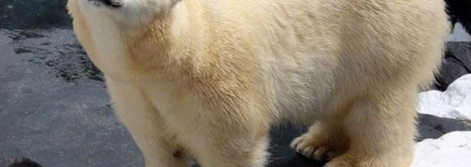Polar Bear Dies of a “Broken Heart” After SeaWorld Ships Off Her Best Friend of 20 Years