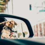 3 Steps You Can Take To Make Traveling With Pets Smooth This Holiday